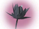 Pewter Lotus